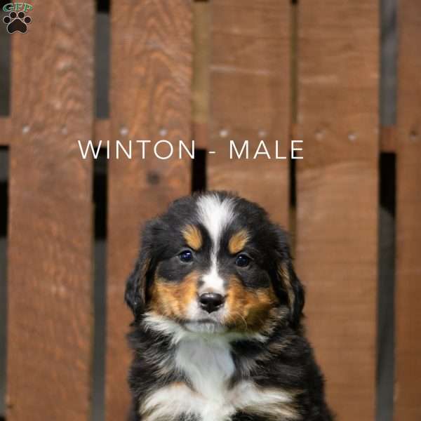 Winton, Bernese Mountain Dog Puppy